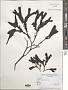 Fucus distichus L.