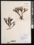 Fucus distichus L.