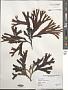 Fucus distichus L.