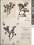 Fucus distichus subsp. edentatus (Bach. Pyl.) H.T. Powell