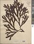 Fucus serratus