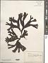 Fucus sp.