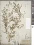 Fumaria officinalis L.