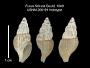 Fusus fidicula