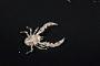 Galatheidae