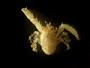 Galatheidae