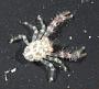 Galatheidae