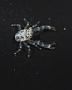 Galatheidae