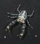 Galatheidae