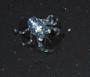 Galatheidae