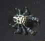 Galatheidae