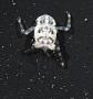 Galatheidae