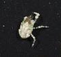 Galatheidae
