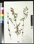 Galium boreale L.