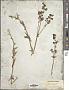 Galium boreale L.