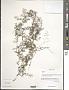 Galium sp.