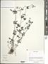Galium sp.