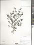 Galium sp.
