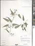 Galium sp.