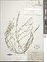 Galium wrightii A. Gray