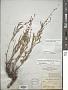 Galphimia angustifolia Benth.