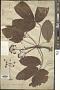 Gamblea ciliata C.B. Clarke
