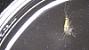 Gammaridea