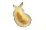 Gastropoda