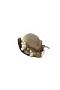 Gastropoda