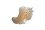 Gastropoda