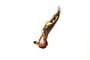 Gastropoda