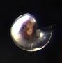 Gastropoda