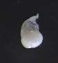 Gastropoda