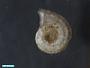 Gastropoda
