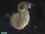 Gastropoda