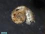 Gastropoda