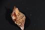 Gastropoda