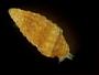 Gastropoda