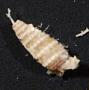 Gastropoda