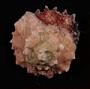 Gastropoda