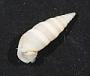 Gastropoda