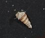 Gastropoda