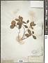 Gaultheria procumbens L.