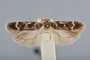 Gelechia trophella