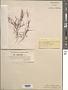 Gelidium pulchrum N.L. Gardner
