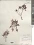 Gelidium robustum