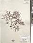Gelidium robustum