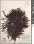 Gelidium sp.