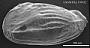 Genus indet. sp. indet.