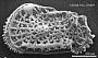 Genus indet. sp. indet.